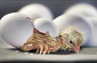去掉蛋壳的鸡蛋能孵出小鸡吗（去掉壳的鸡蛋能孵出小鸡吗）