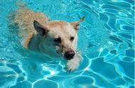 狗能天天游泳吗（狗能不能天天游泳）