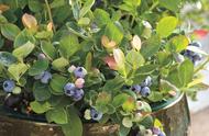 阳台蓝莓的种植方法和技术（蓝莓的种植方法和技巧）