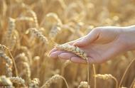 小麦与大米区别图片（麦子和大米有什么区别）