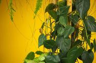 室内爬藤植物图片欣赏（适合种在室内的爬藤植物）