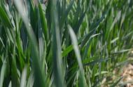 现在小麦拔节期间还能打除草剂吗（小麦到了拔节期还可以打除草剂吗）