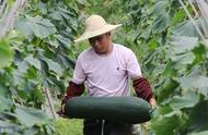 露地冬瓜的最佳种植温度（北方冬瓜种植时间和方法）