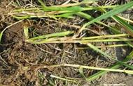 小麦拔节期能打除草剂吗（小麦进入拔节期还能用除草剂吗）