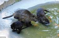 养殖海狸鼠一年长几斤（海狸鼠一年能产多少只仔）