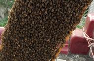 几十只蜂最快繁殖方法（一群中蜂如何快速繁殖）