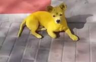 金黄色的狗是什么品种（金黄色的狗什么品种）