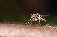 什么血型最招蚊子（蚊子最怕三种克星）