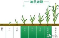 玉米三叶期在第几天（玉米三叶期在第几天施肥）