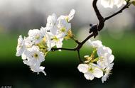 一树梨花压海棠整首诗（一枝梨花压海棠的诗完整内容）