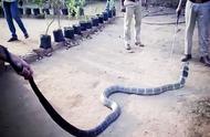 7米巨型眼镜王蛇（中国最吓人的一条大蛇）