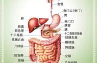 小肠里的消化酶有哪几种（小肠的消化液主要有哪三种）