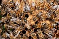 一只蜂王和几十只工蜂怎么养（一个蜂王200只工蜂能养活吗）