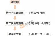 柑橘水弄到桌子上引虫吗（柑橘木虱有什么天敌）