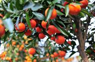 橘子树能在北方露天过冬吗