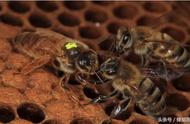 怎么确定中蜂繁殖成功
