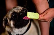 狗狗专属冰淇淋制作方法（给小狗做冰淇淋的方法）