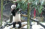 大熊猫能两腿站立吗（大熊猫的动作灵活吗）