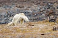 北极熊濒临灭绝我们可以做些什么（为什么北极熊濒临灭绝）