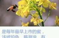 一年四季蜜蜂采什么花（什么花一年四季引蜜蜂多）