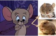 猫和老鼠杰瑞的区别（猫和老鼠之中杰瑞的特点）