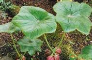 八角莲的种植土壤和气候条件（八角莲生长习性）
