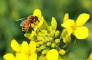 蜜蜂采的花粉怎么做成蜜的（蜜蜂采集花粉怎么制作成蜂蜜）