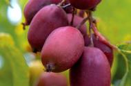 软枣猕猴桃最新品种（最好的软枣猕猴桃品种排名）