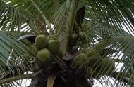 椰子的品种哪种最好吃（椰子的种类有几种图片）