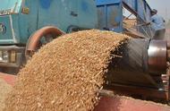 怎么储存小麦不生虫吃了无毒无害