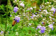蜜蜂主要采几种花（什么花一年四季引蜜蜂多）