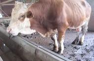 奶牛饲料中禁止添加蛋白饲料吗（奶牛饲料使用非蛋白氮注意事项）