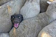羊为什么听牧羊犬指挥（牧羊犬和领头羊的关系）