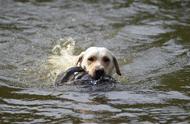 狗经常游泳好吗（狗能不能天天游泳）