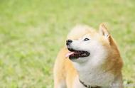 为什么狗狗舌头有褶皱（狗狗舌头有裂纹正常吗）