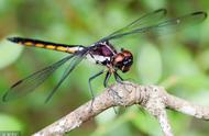 蜻蜓英语正确发音（蜻蜓dragonfly英语发音）