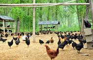 科学的种养结合生态土鸡养殖技术（生态土鸡养殖技术规范最新）
