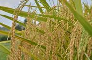 盐碱地种水稻方法（中国有多少亩盐碱地可种海水稻）