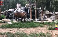 最稀有的动物貘图片（南北貘动物照片）