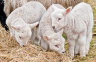圈产羊的养殖方法（圈羊的正确养殖方法）