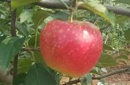 最早熟最甜最大苹果品种（红思尼克苹果适合哪些地方栽种）