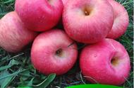 红富士苹果贮藏的适宜环境条件（10月份红富士苹果用浇水吗）