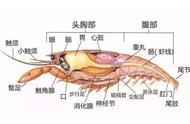 虾在水下怎么呼吸（虾是用鳃呼吸还是肺呼吸）