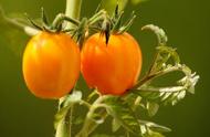 四季盆栽小柿子种子的种植方法（柿子核种出小盆栽的步骤）