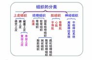 人体四大组织（人体九大系统记忆方法）