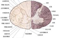 灰质白质示意图（灰质和白质的位置图片）