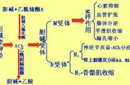 肾上腺素可作为神经递质（肾上腺素作为神经递质由谁分泌的）