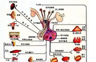 神经系统和内分泌系统共同的调节（神经系统和内分泌系统的关系）