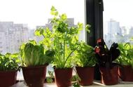 豌豆怎么在阳台上种（阳台种豌豆的正确方法）