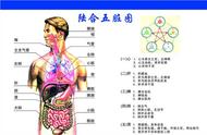 关于内脏的知识（内脏对应问题）